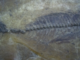 Makrele Scombridae, Wiesloch-Frauenweiler