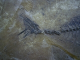 Makrele Scombridae, Wiesloch-Frauenweiler