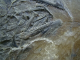 Makrele Scombridae, Wiesloch-Frauenweiler