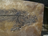 Makrele Scombridae, Wiesloch-Frauenweiler