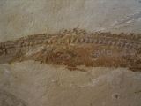 Hai-Fisch Scyliorhinus spec.