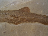 Hai-Fisch Scyliorhinus spec.