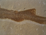 Hai-Fisch Scyliorhinus spec.
