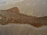 Hai-Fisch Scyliorhinus spec.