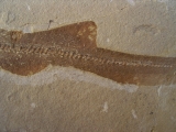 Hai-Fisch Scyliorhinus spec.