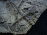 Seelilienplatte Glyptocrinus dyeri