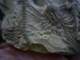 Seelilienplatte Glyptocrinus dyeri