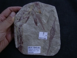 Haifisch Eier aus dem Unterjura