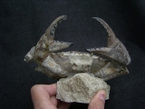 Archaeogeryon peruvianus