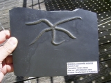 Seestern Urastella