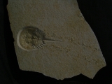Horseshoecrab Limulus with track