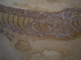 Mesosaurus, Reptilien Skelett aus dem Perm