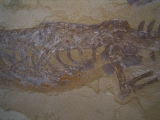 Mesosaurus, Reptilien Skelett aus dem Perm
