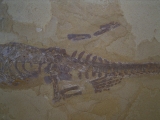 Mesosaurus, Reptilien Skelett aus dem Perm