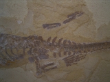 Mesosaurus, Reptilien Skelett aus dem Perm