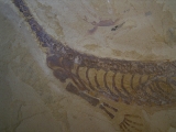 Mesosaurus, Reptilien Skelett aus dem Perm