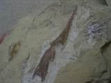 Saurichthys Schaedel aus dem unteren Muschelkalk