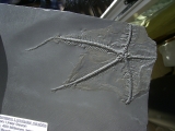 Loriolaster mirabilis - devonian age