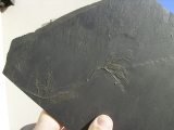 Seelilie Bactrocrinites jaeckeli