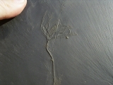 Seelilie Bactrocrinites jaeckeli