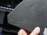 Seelilie Bactrocrinites jaeckeli