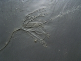Seelilie Bactrocrinites jaeckeli