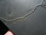 Seelilie Bactrocrinites jaeckeli