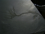 Seelilie Bactrocrinites jaeckeli