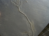 Seelilie Bactrocrinites jaeckeli