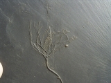 Seelilie Bactrocrinites jaeckeli