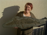 Ichthyosaurus Baby Skelett