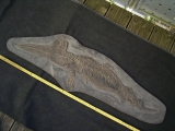 Ichthyosaurus Baby Skelett
