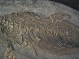 Ichthyosaurus Baby Skelett