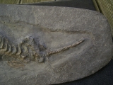 Ichthyosaurus Baby Skelett