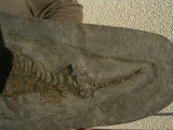 Ichthyosaurus Baby Skelett