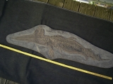 Ichthyosaurus Baby Skelett