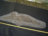 Ichthyosaurus Baby Skelett