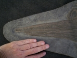 Ichthyosaurus Baby Skelett