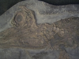 Ichthyosaurus Baby Skelett