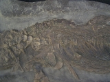 Ichthyosaurus Baby Skelett