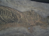 Ichthyosaurus Baby Skelett