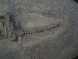 Ichthyosaurus Baby Skelett