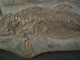 Ichthyosaurus Baby Skelett