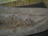 Ichthyosaurus Baby Skelett