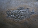 Amphiperca - fossil perch