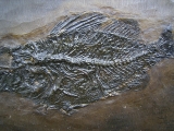 Amphiperca - Fossiler Barsch