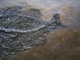 Amphiperca - Fossiler Barsch