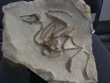 Bird Pseudocrypturus cercanaxious