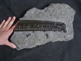 Steneosaur jaw