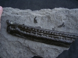 Steneosaur jaw